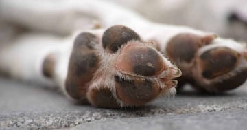 Baume Protecteur pour les Coussinets des Chiens