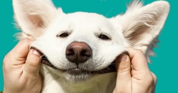 Concours Courez la chance de gagner une carte-cadeau Pattes & Griffes d'une valeur de 100$!