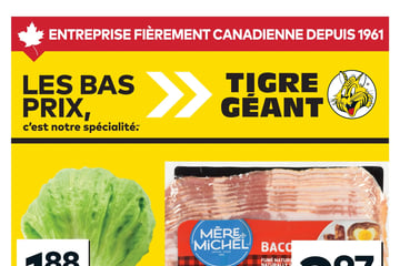 Circulaire Tigre Géant