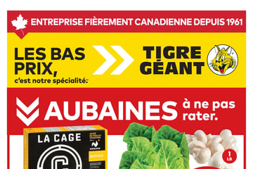 Circulaire Tigre Géant