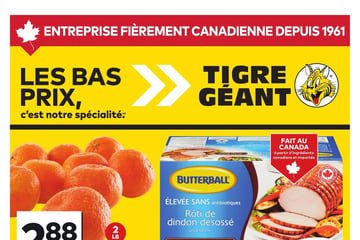 Circulaire Tigre Géant