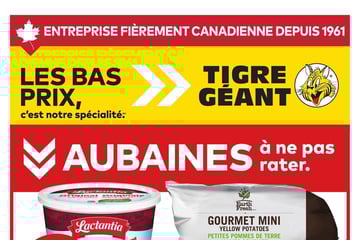 Circulaire Tigre Géant