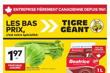 Circulaire Tigre Géant