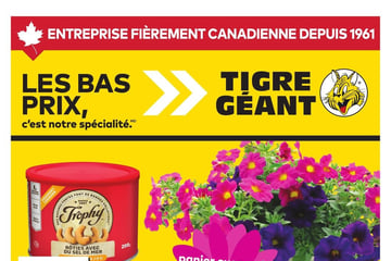 Circulaire Tigre Géant