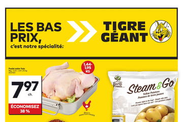 Circulaire Tigre Géant