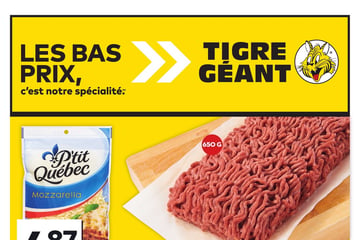 Circulaire Tigre Géant