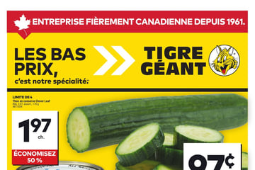 Circulaire Tigre Géant