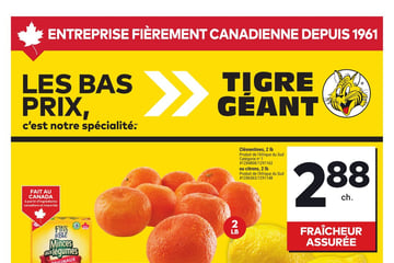 Circulaire Tigre Géant