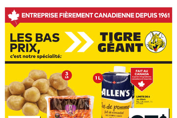 Circulaire Tigre Géant