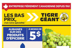 Circulaire Tigre Géant