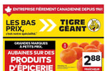 Circulaire Tigre Géant