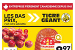 Circulaire Tigre Géant