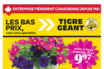 Circulaire Tigre Géant