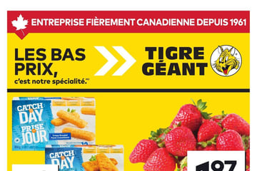 Circulaire Tigre Géant
