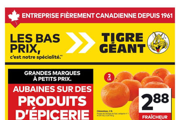 Circulaire Tigre Géant Circulaire Tigre Géant