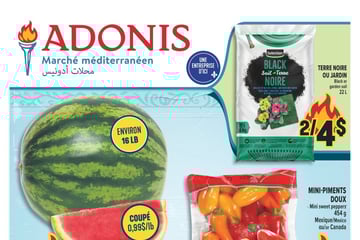 Circulaire Adonis