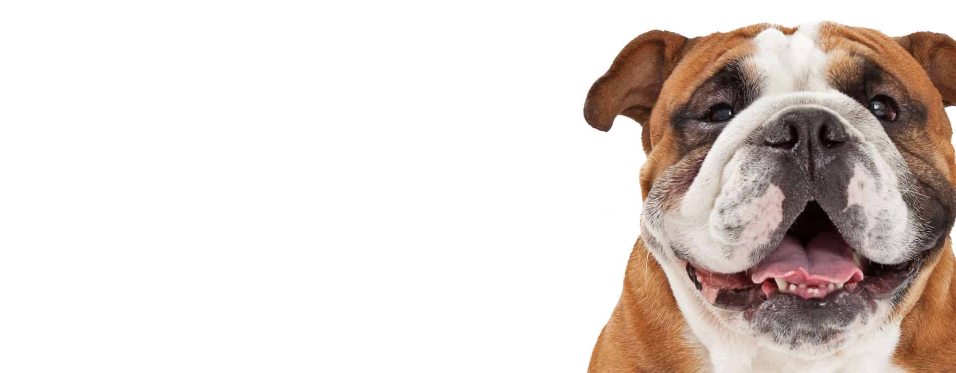 Animal Expert St-Hubert - Service pour Animaux, Animalerie