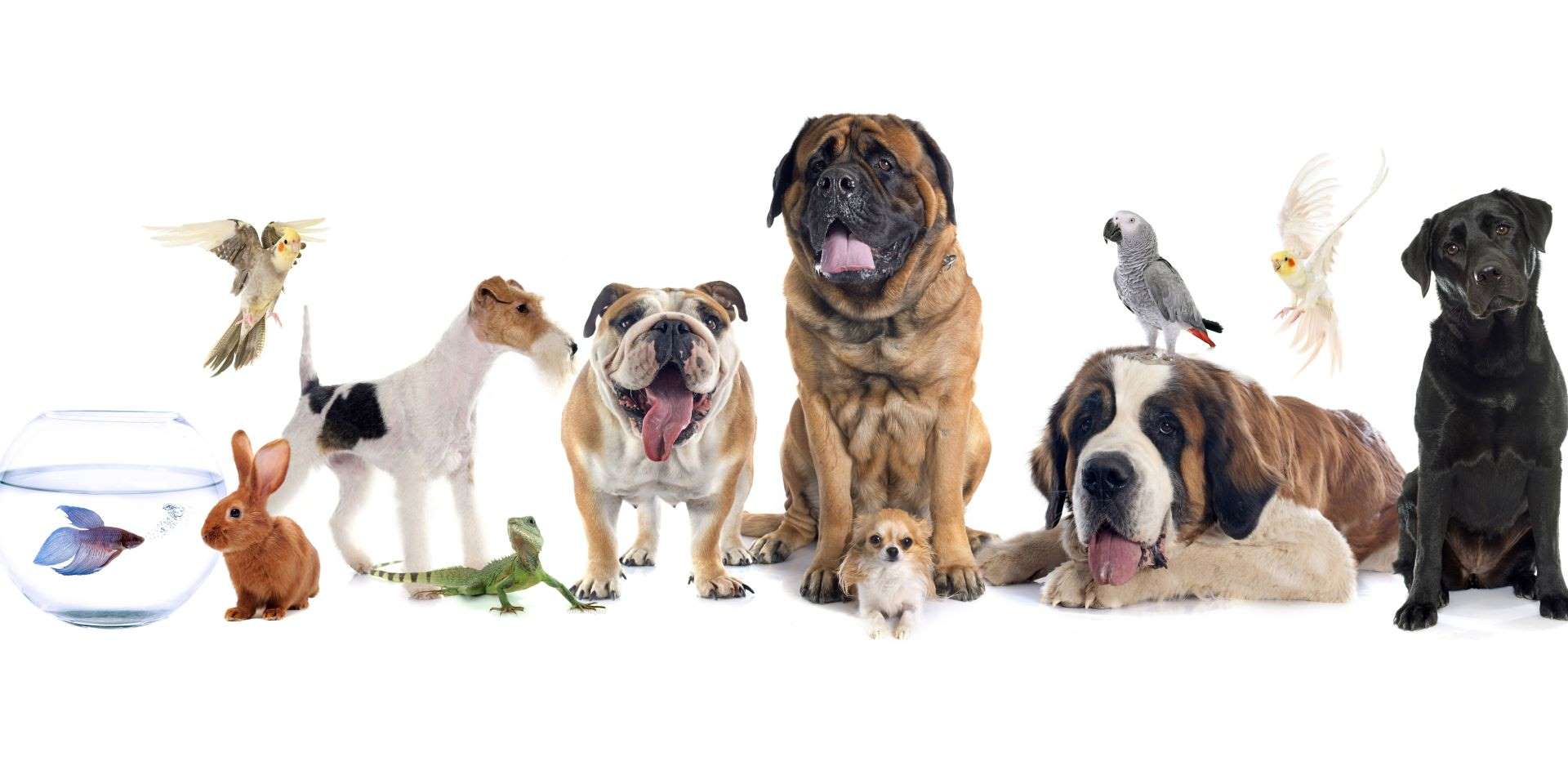 Animalerie Gi-Gi - Toilettage Animaux