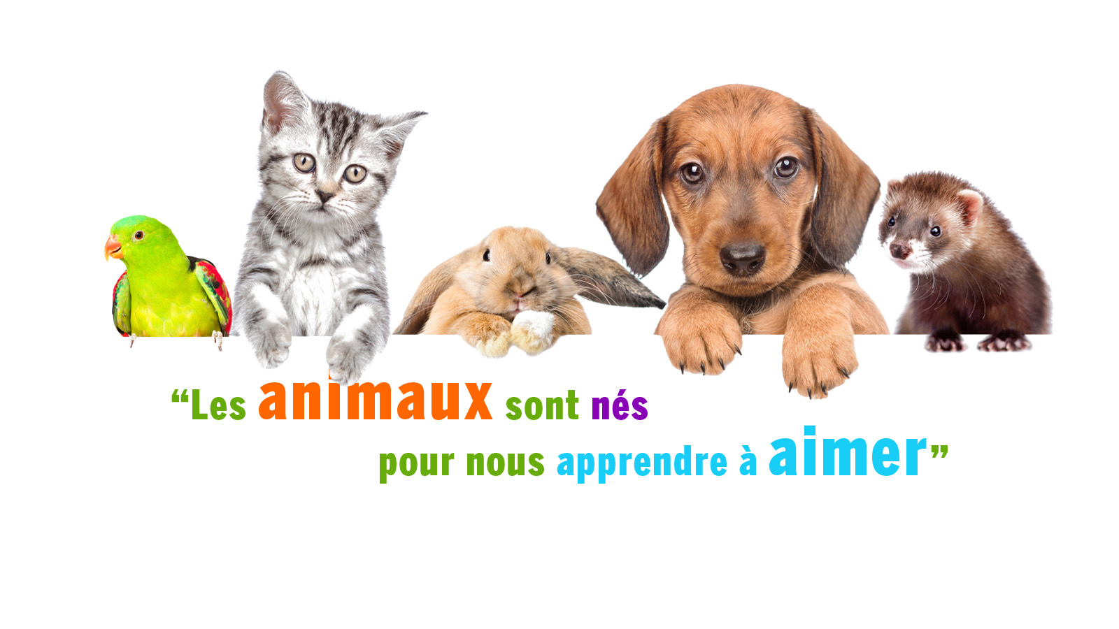 Animo et Compagnie