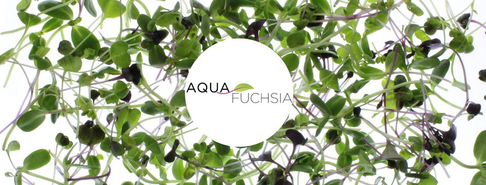 Aqua Fuchsia