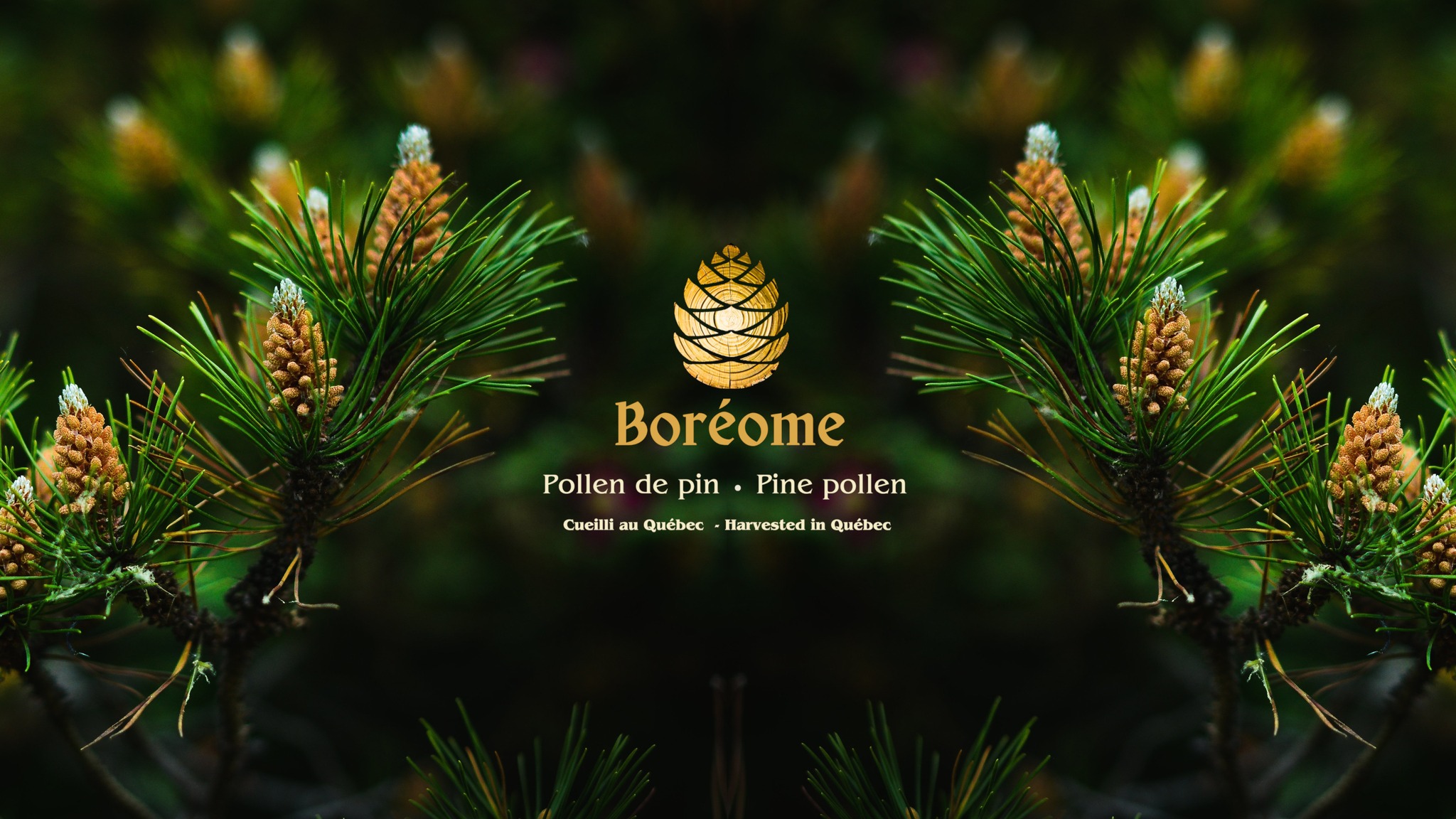 Boréome - Poudre de Pollen