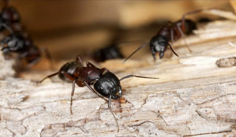 Budget Extermination - Traitement contre les Parasites