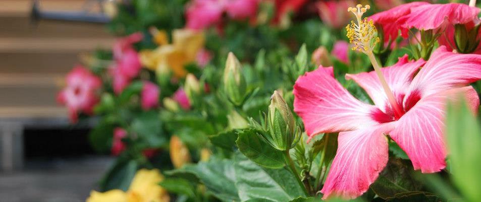 Centre Jardin Vaudreuil-sur-le-Lac - Horticulture