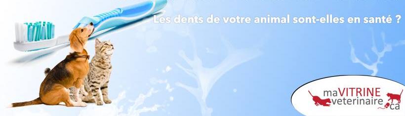 Clinique Vétérinaire Villeray-Papineau inc - Soins de Santé Animal