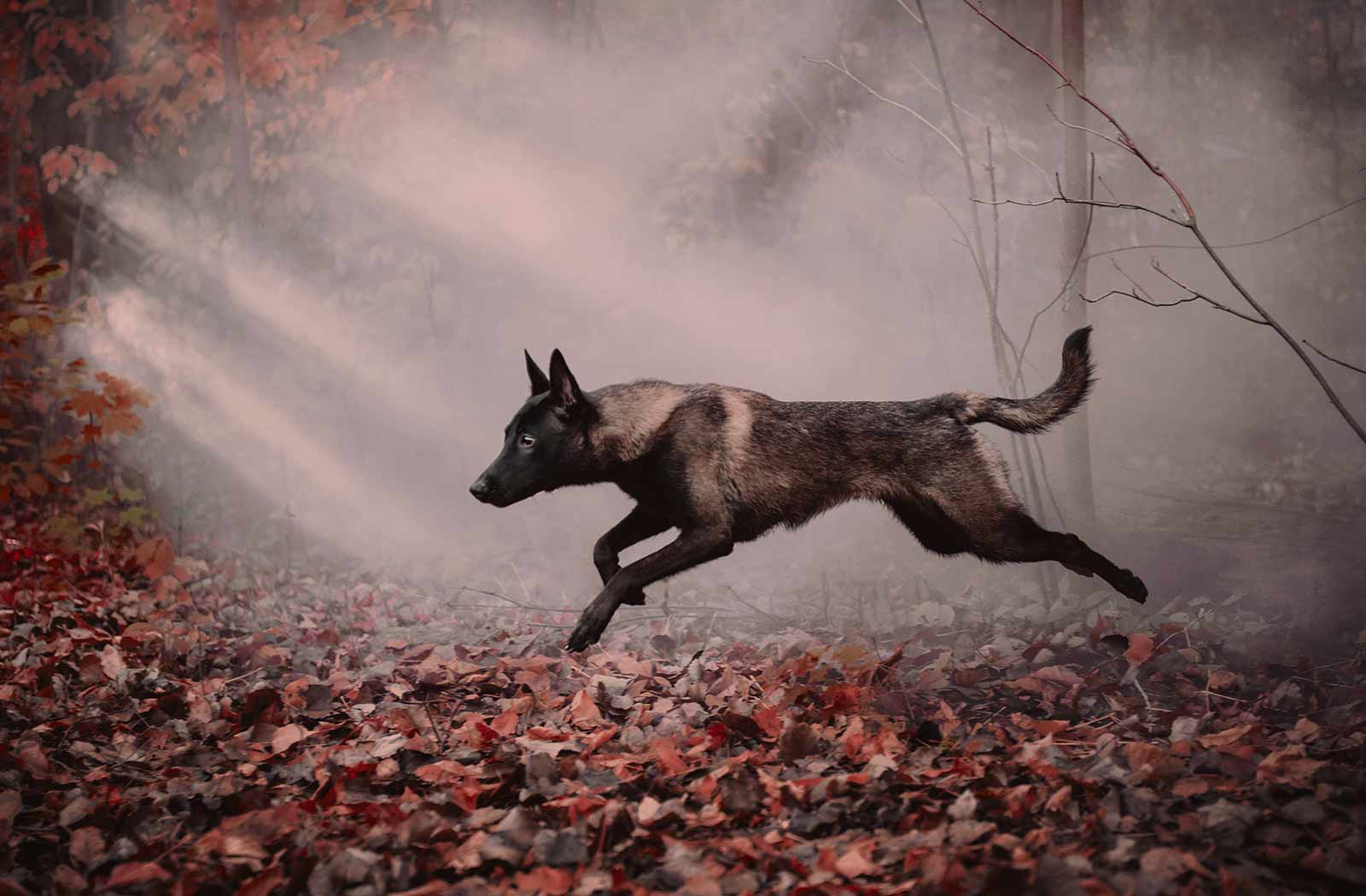 De Main De Maître - Service pour Chiens