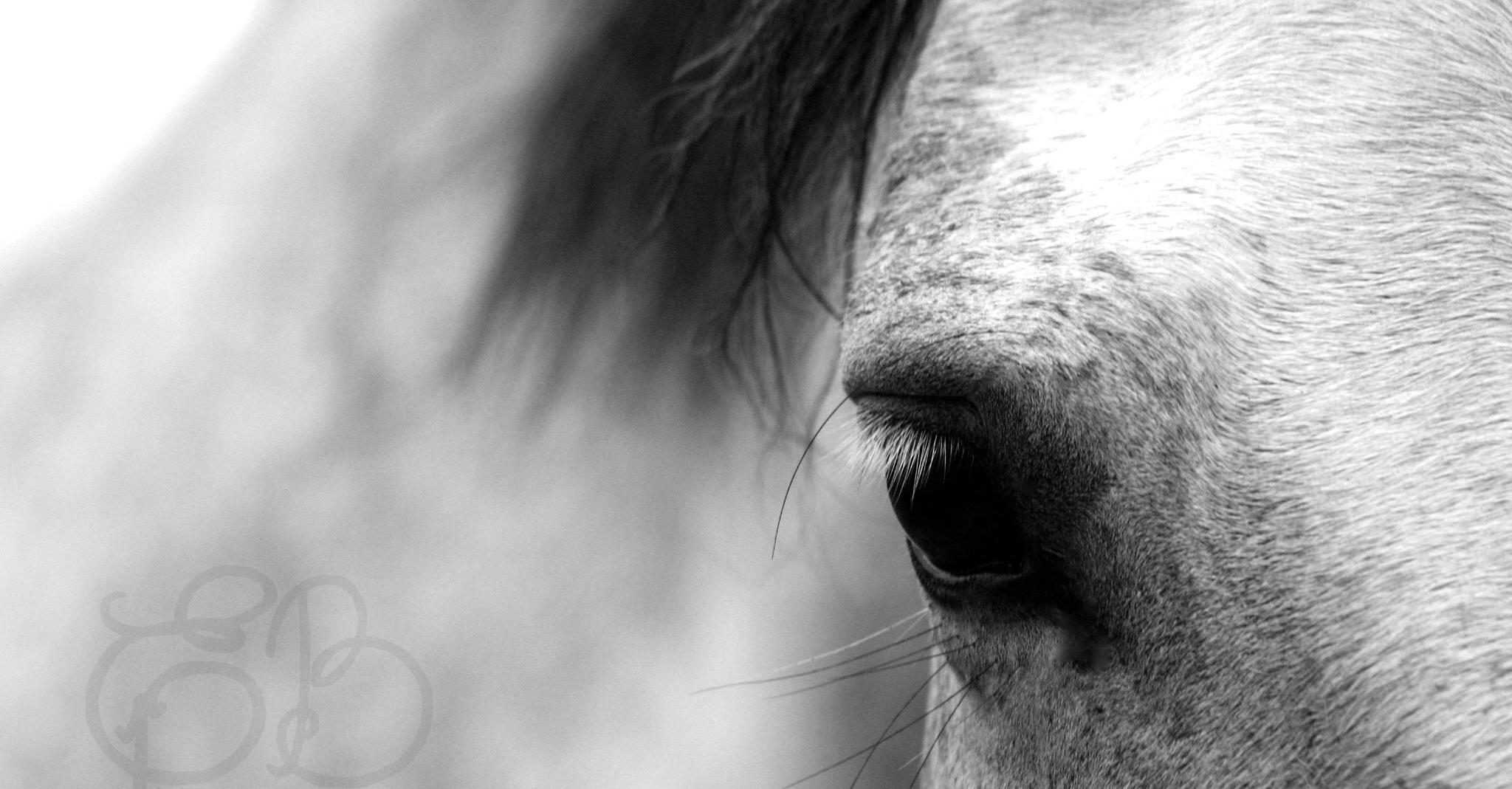 EPB Photographie - Service de Photographe