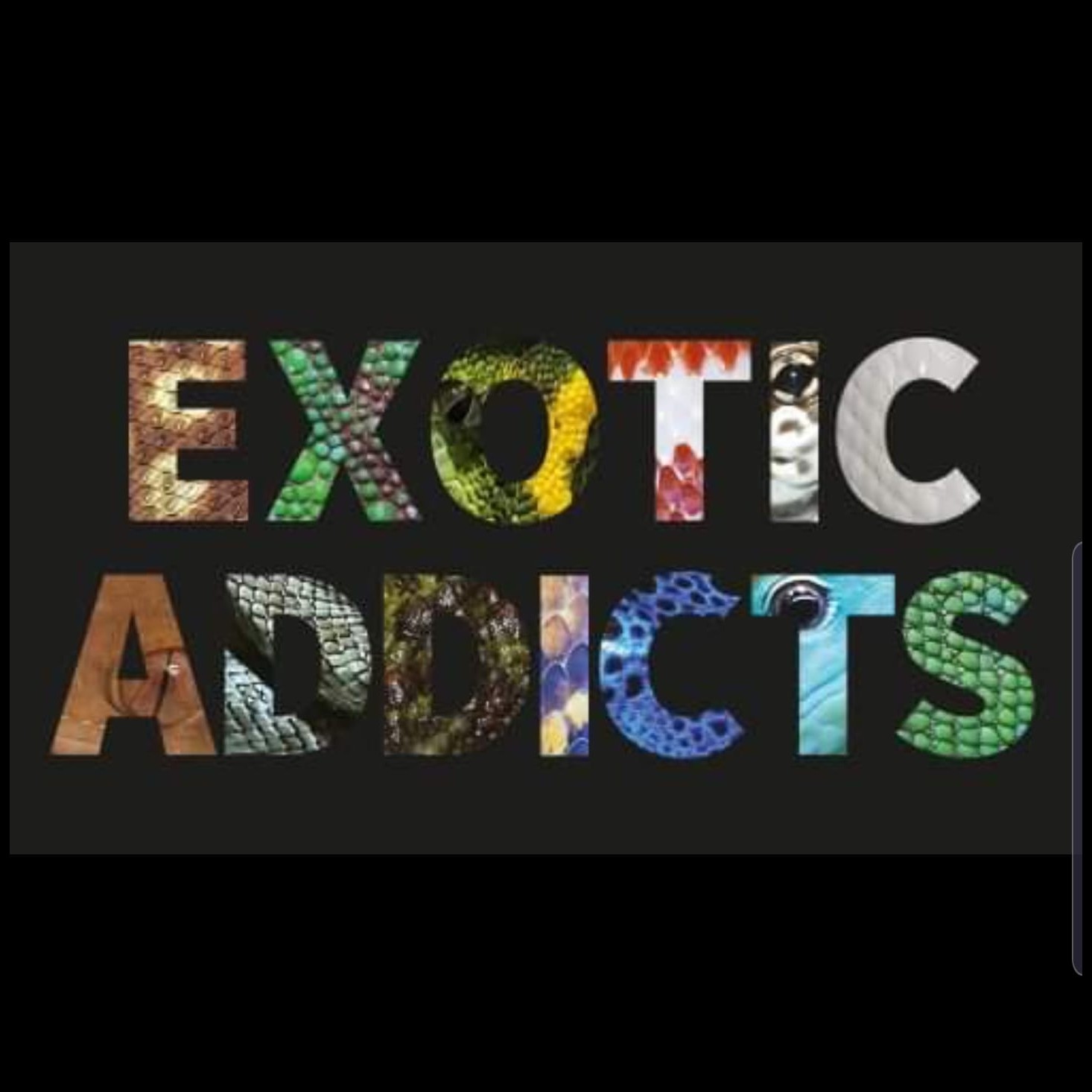 Logo Exotic Addicts