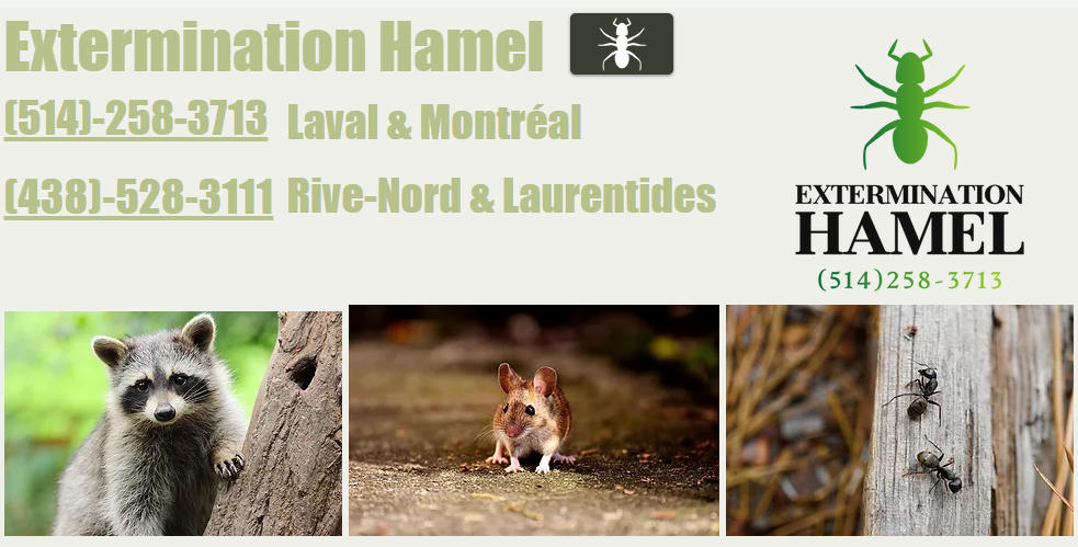 Extermination Hamel - Animaux - Rongeurs - Insectes et Fourmis