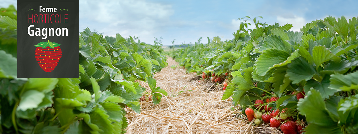 Ferme Horticole Gagnon - Auto-Cueillette de Fraises - Vente Fruits Légumes