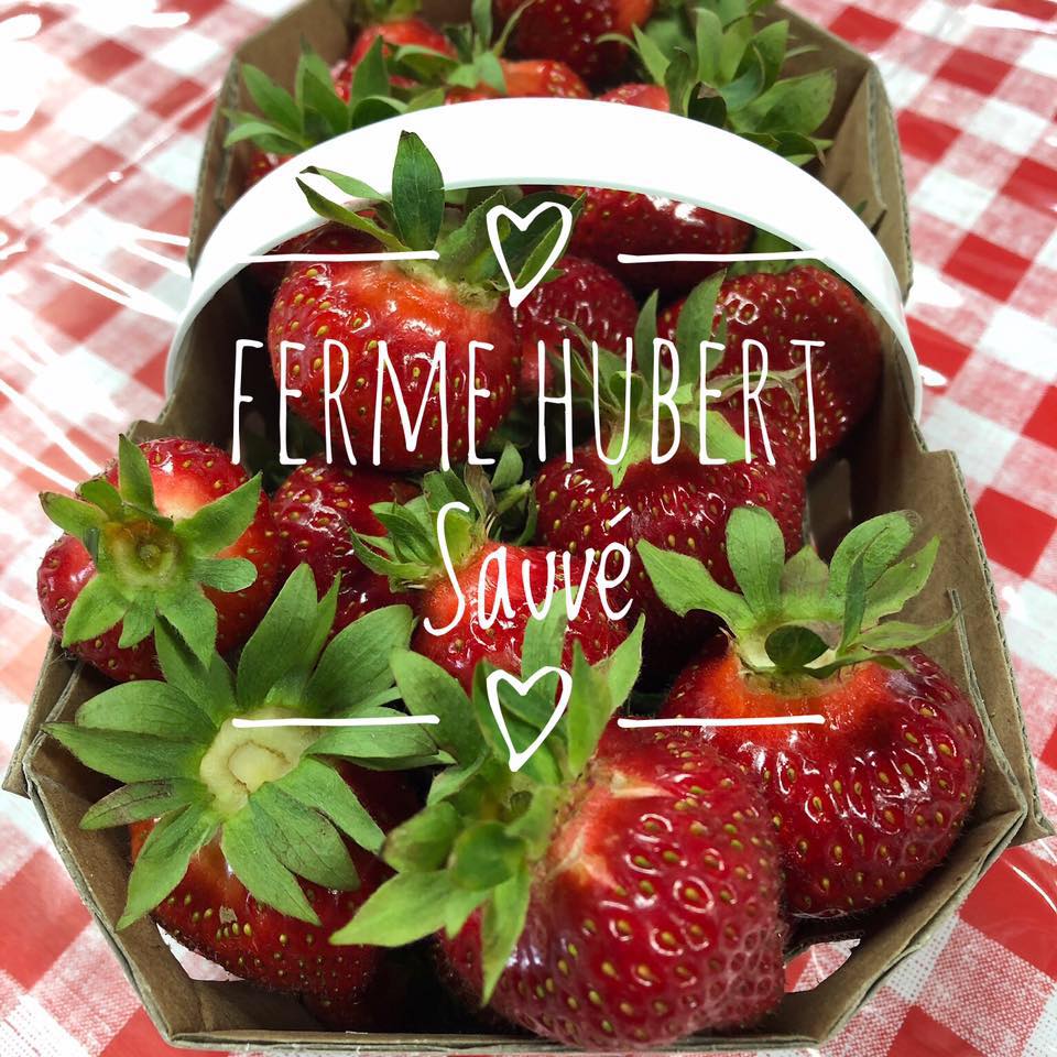 Ferme Hubert Sauvé - Autocueillette de Fraises, Framboises Bleuets