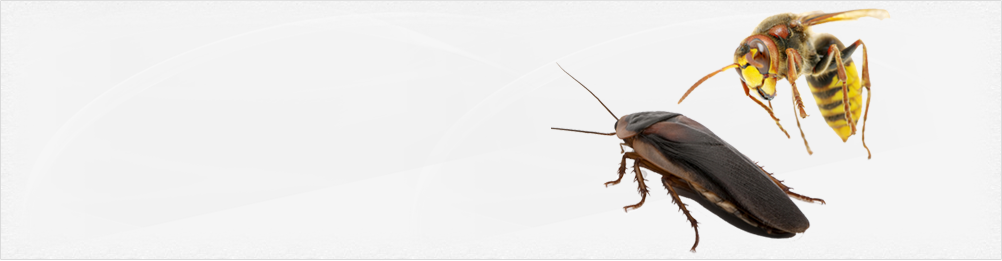Génie Extermination - Traitement contre les Parasites