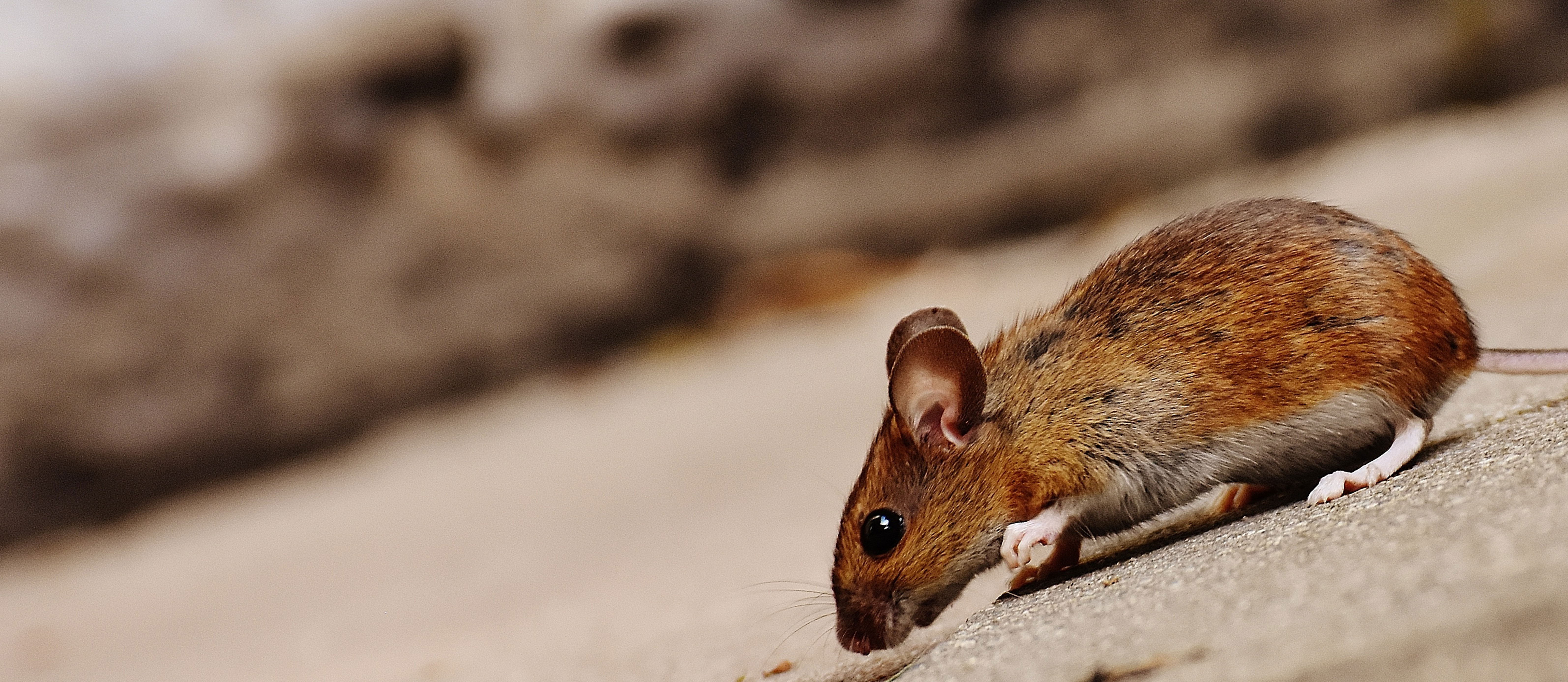 GT Extermination - Service de Gestion Parasitaire