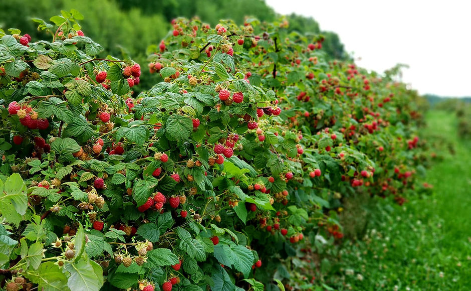 Jardin Fruitier - Auto-cueillette Fruits et Légumes