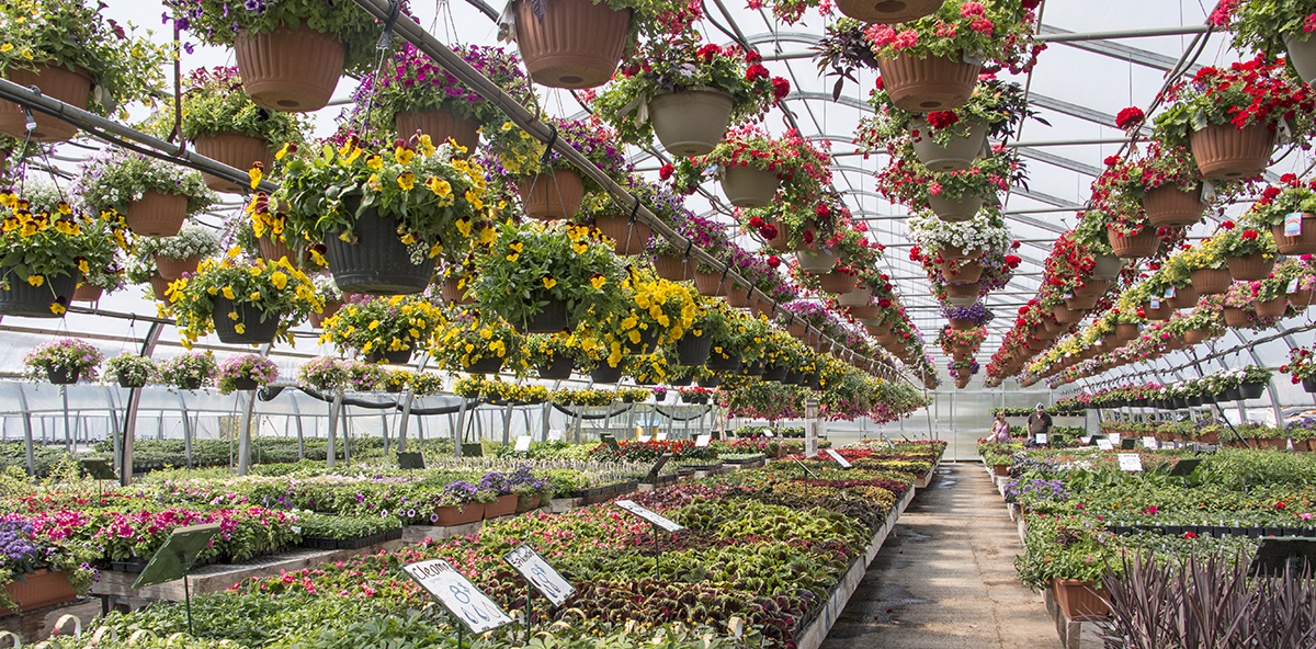 Jardinerie CHEZ BEN - Producteur en Serres Produits au Québec