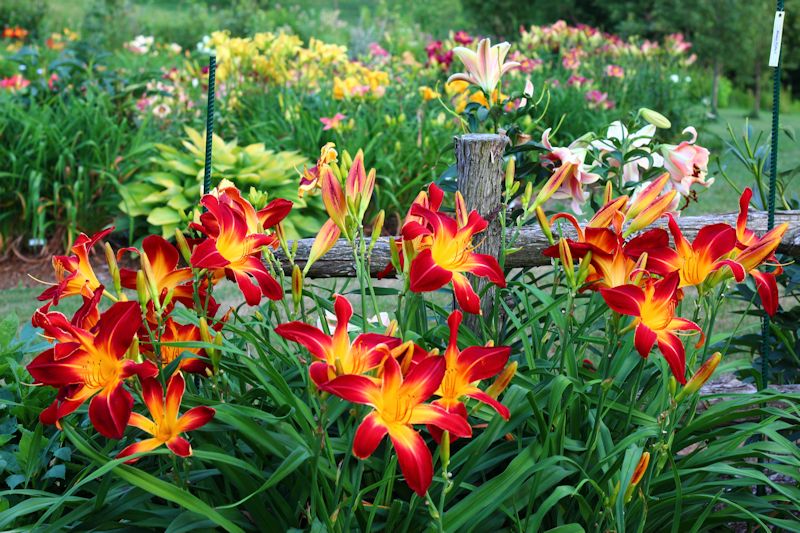Jardins Shefford - Pelouse Plantes et Déneigement