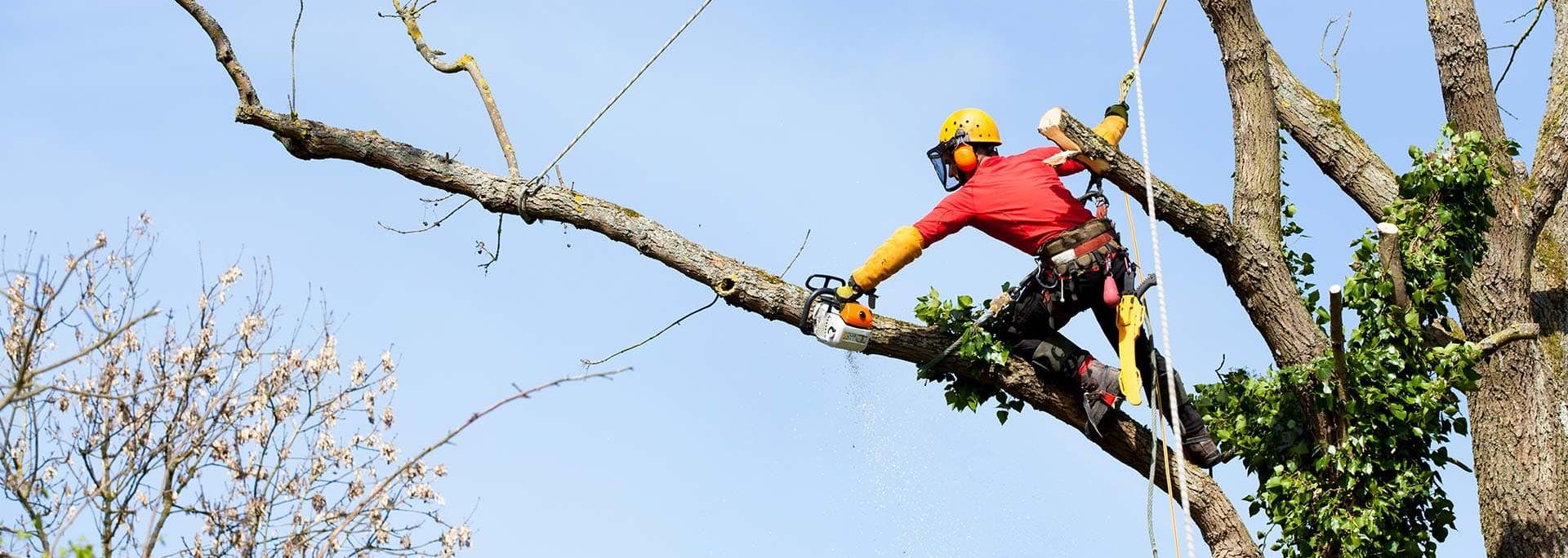 Lafrance Service d'Arbres Inc - Entreprise Émondage