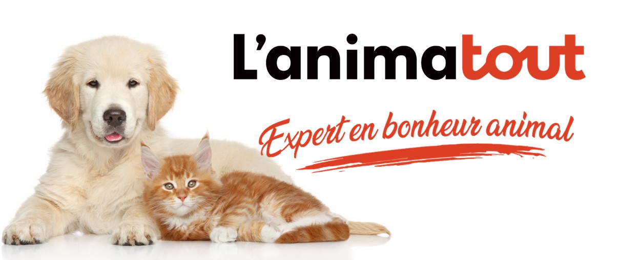 L'animatout