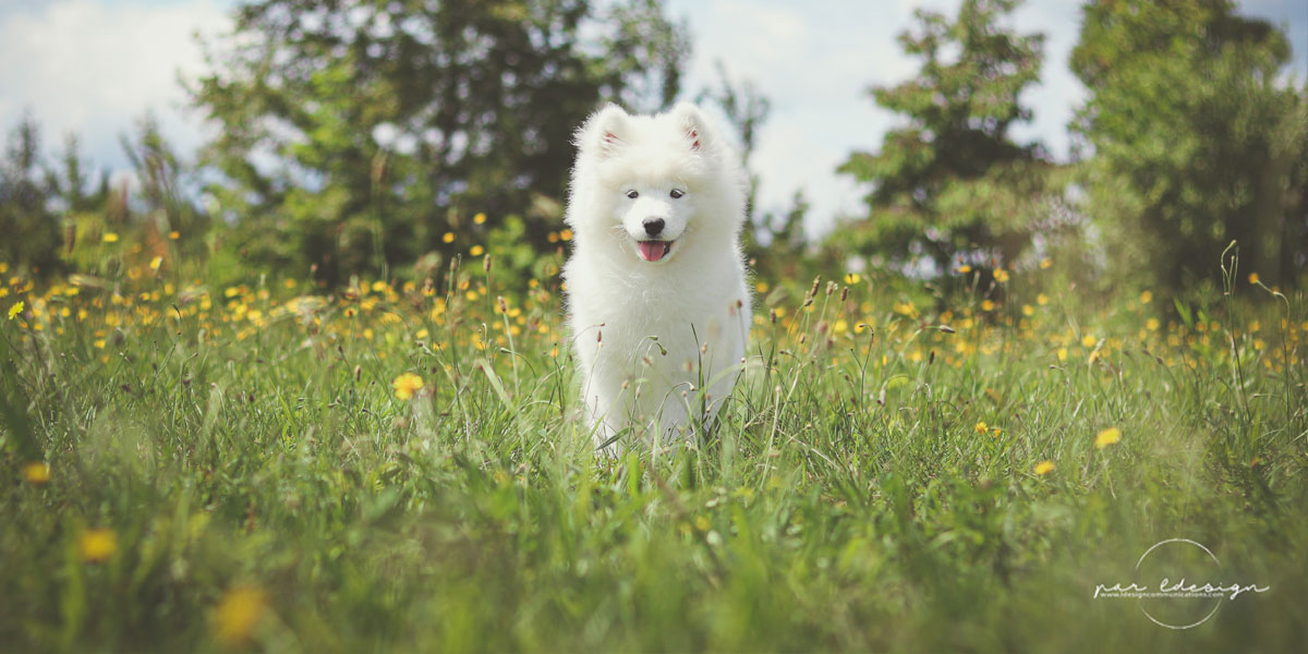 Le Club Samoyède du Québec - Service pour Chiens