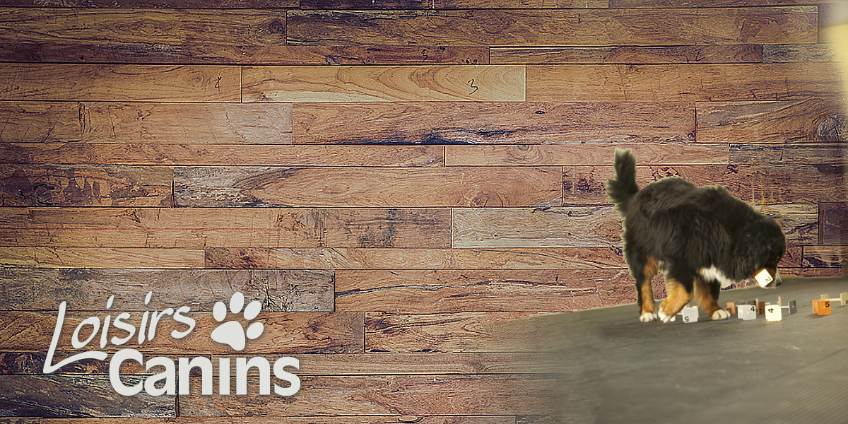 Loisirs Canins - Service pour Animaux