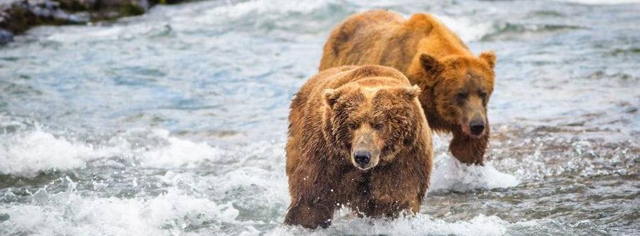 L'ours Caverne Culinaire - Restaurant Apportez votre Vin
