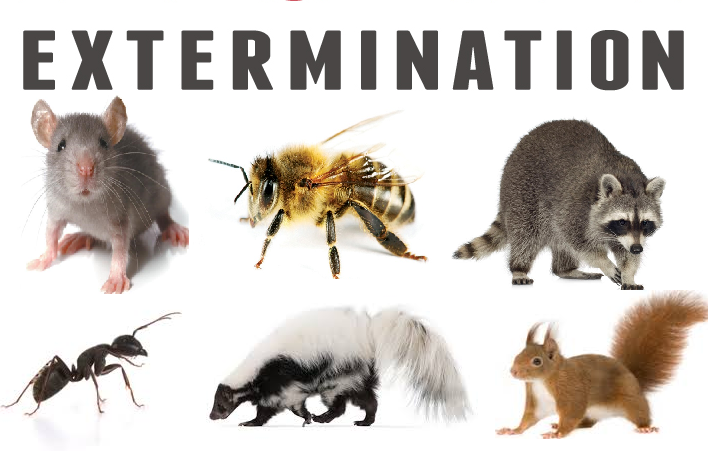 Nova Extermination - Traitement contre les Parasites