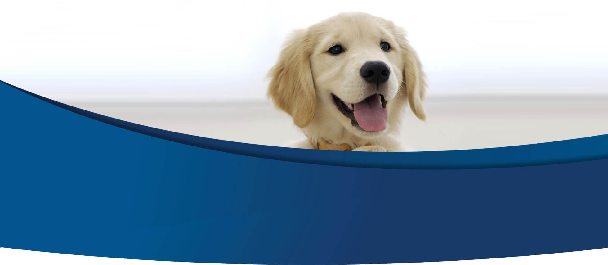 Pension Canine Aguérin - Service pour Chiens