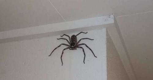 En Australie, une femme cohabite avec une... araignée géante !