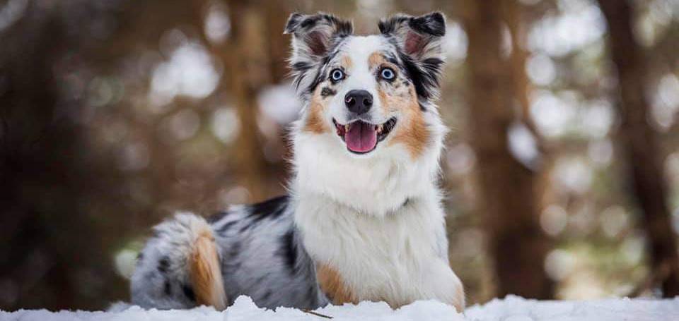 Sherbrooke Canin -  Produits de dressage et anti-fugue Électroniques pour chien