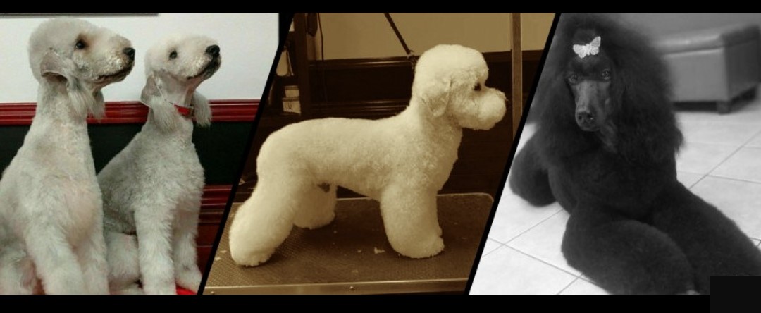 Toilettage ANGES CANINS