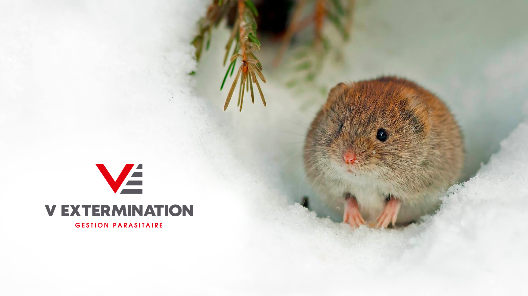 V Extermination - Service Exterminateur